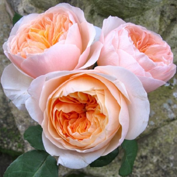 Роза английская «Джульетта»