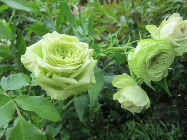 Роза чайно-гибридная «Зеленая планета»