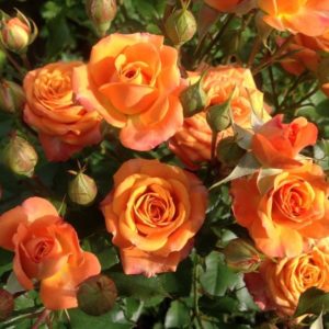 Роза спрей Оранжевая