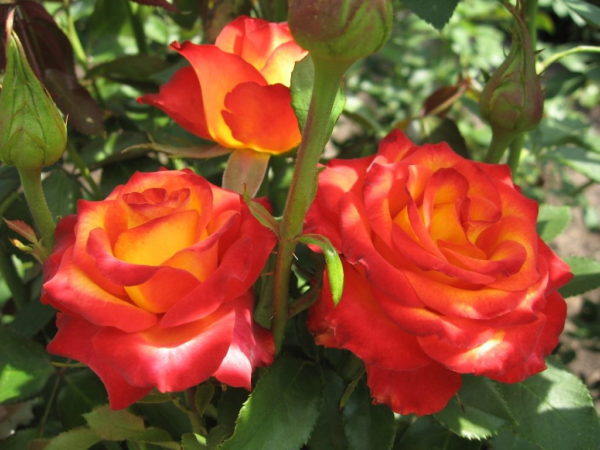 Роза чайно-гибридная «Высший свет»