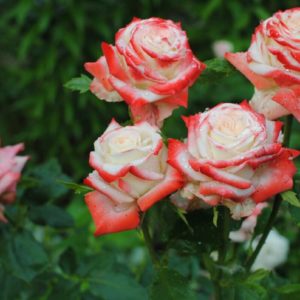 Роза чайно-гибридная «Императрица Фарах»