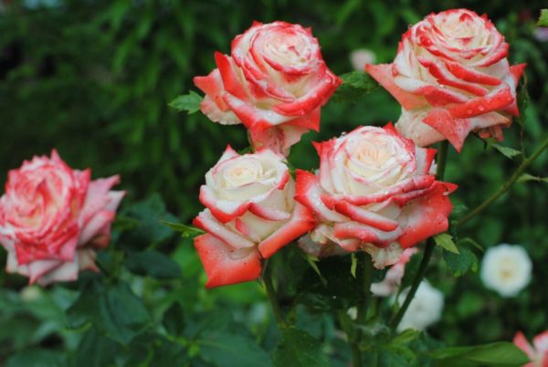 Роза чайно-гибридная «Императрица Фарах»